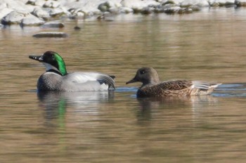 2024年2月3日(土) 多摩川の野鳥観察記録