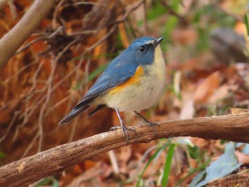 2024年2月3日(土) 片倉城跡公園の野鳥観察記録