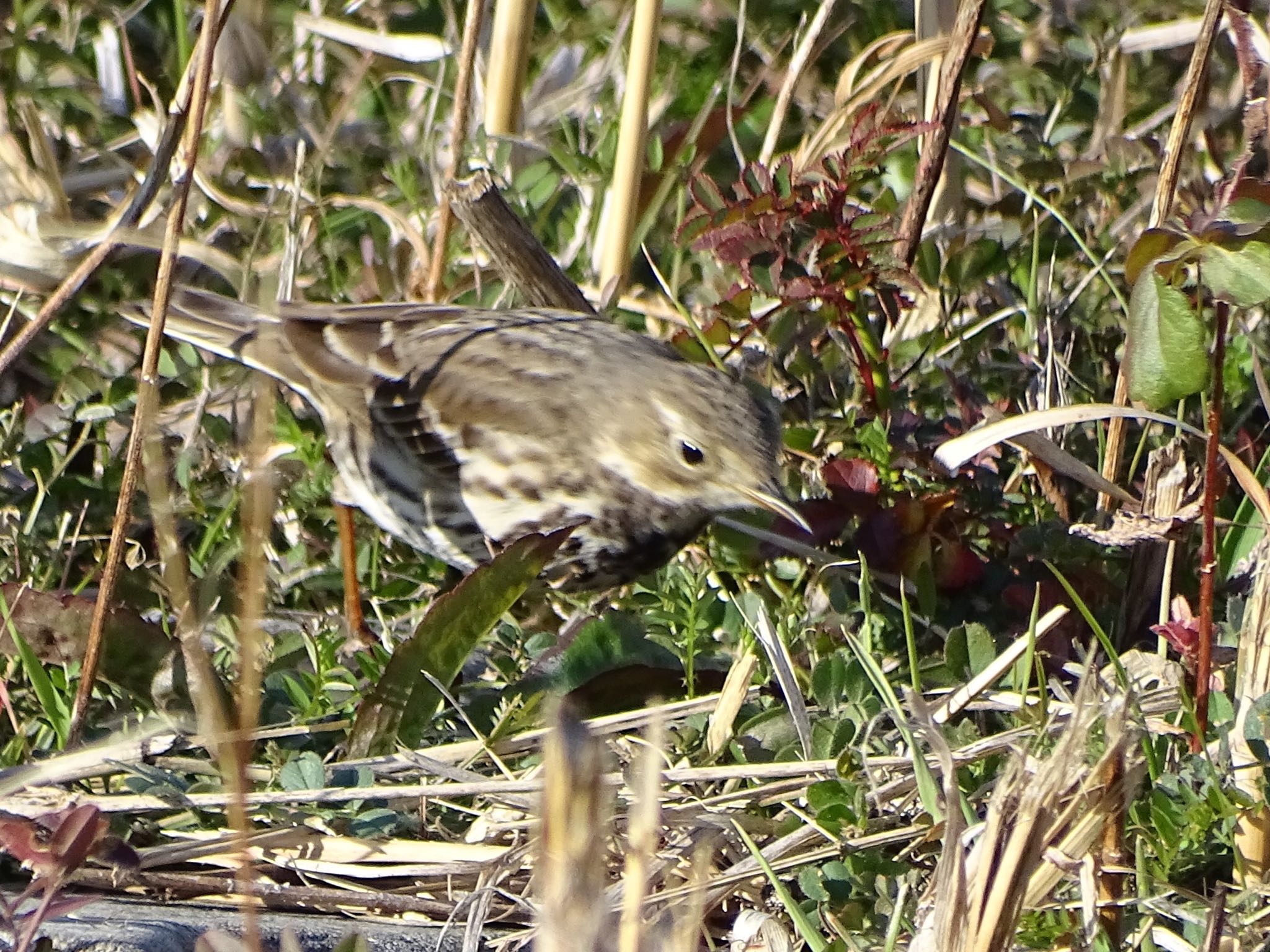 Water Pipit