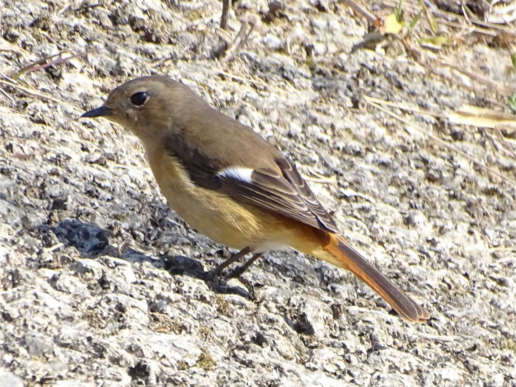 Daurian Redstart