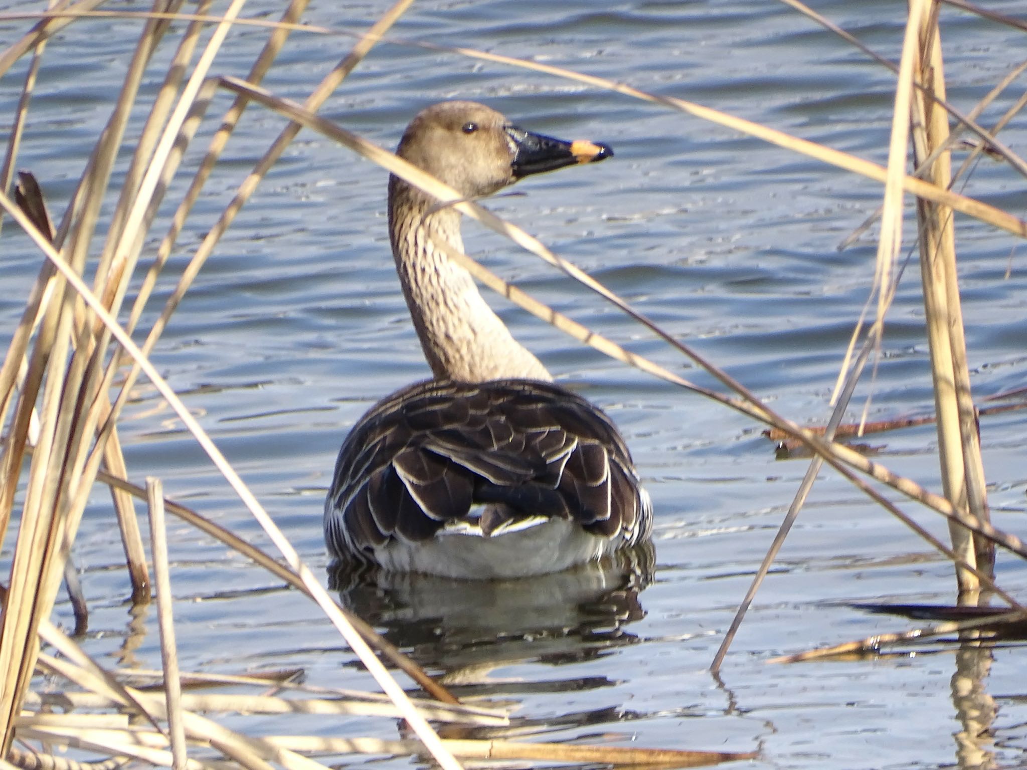 Taiga Bean Goose