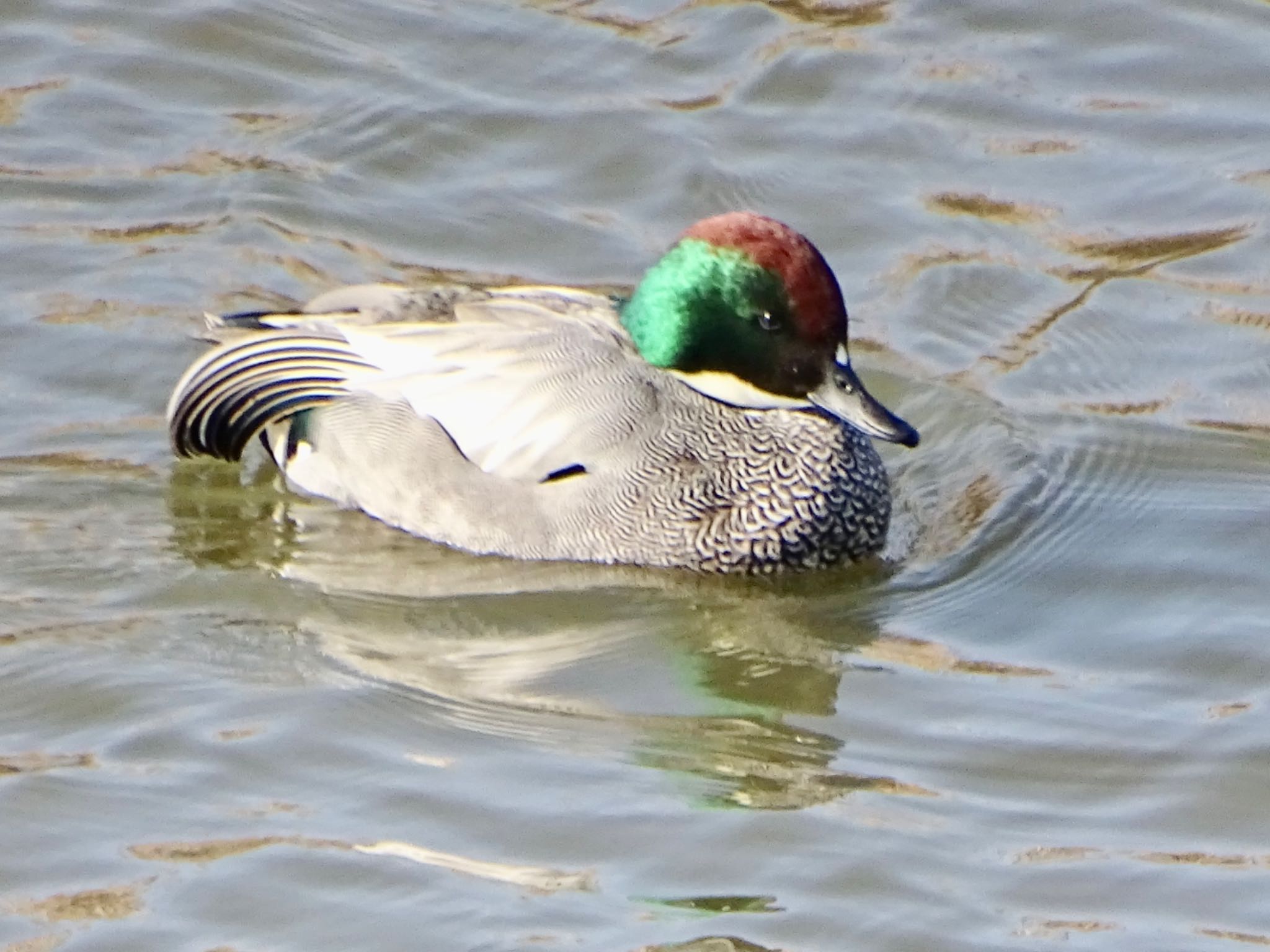 Falcated Duck