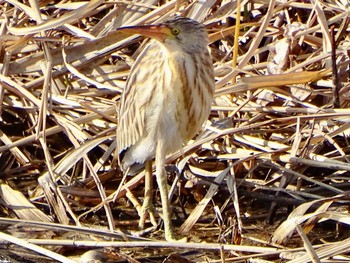 2024年2月3日(土) 境川遊水地公園の野鳥観察記録