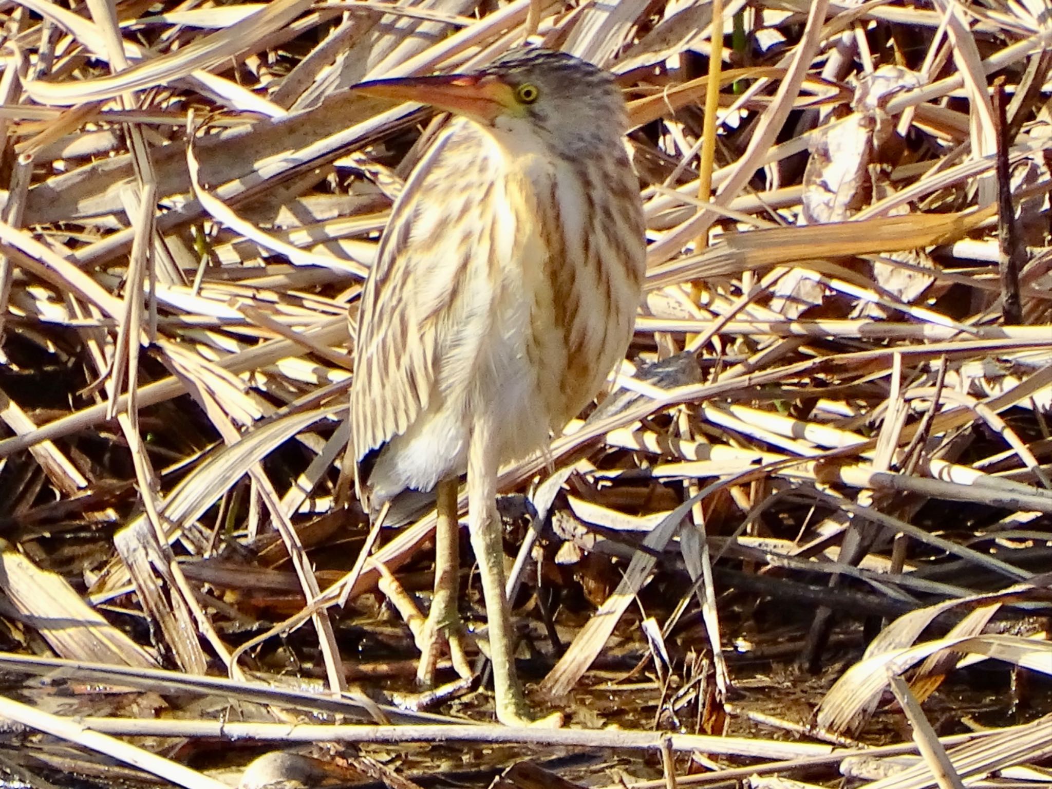 Yellow Bittern