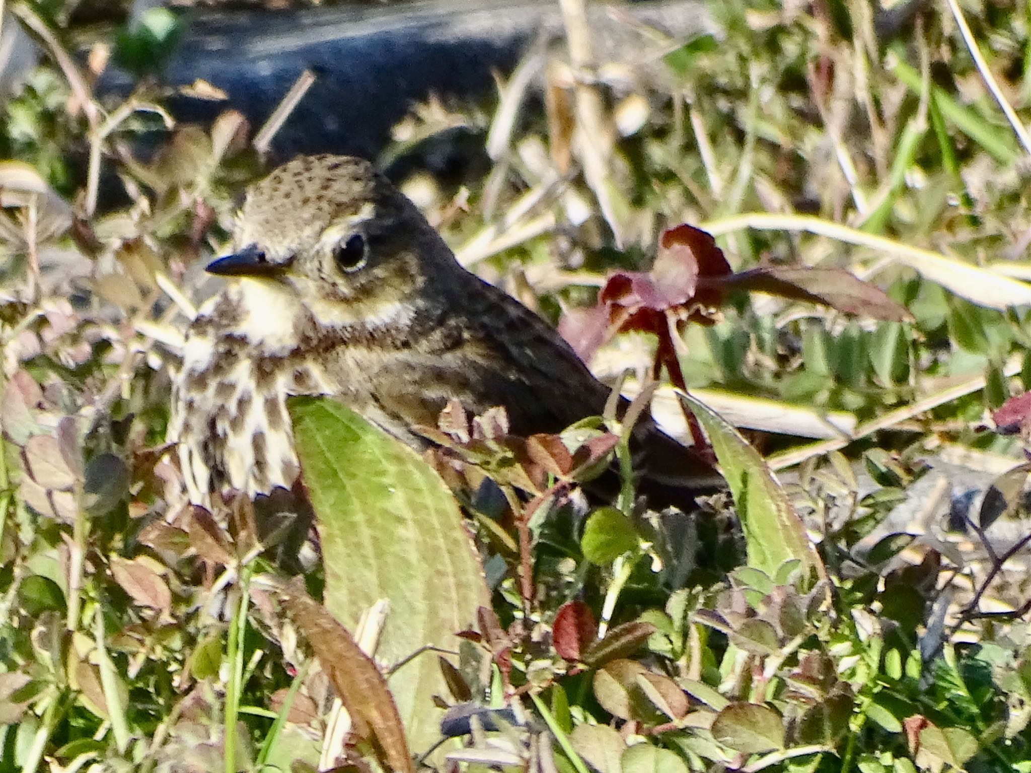 Water Pipit