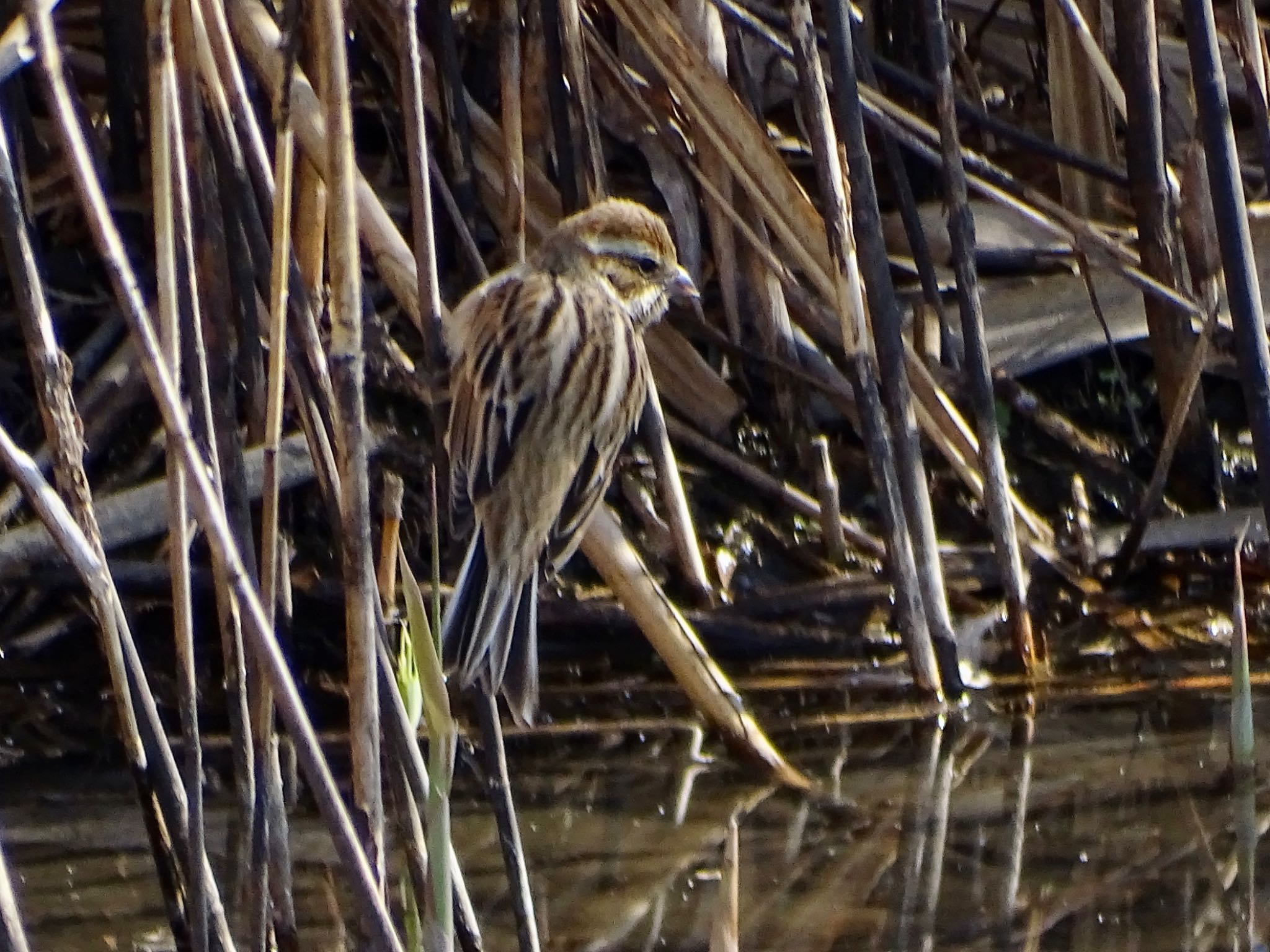 Common Reed Bunting