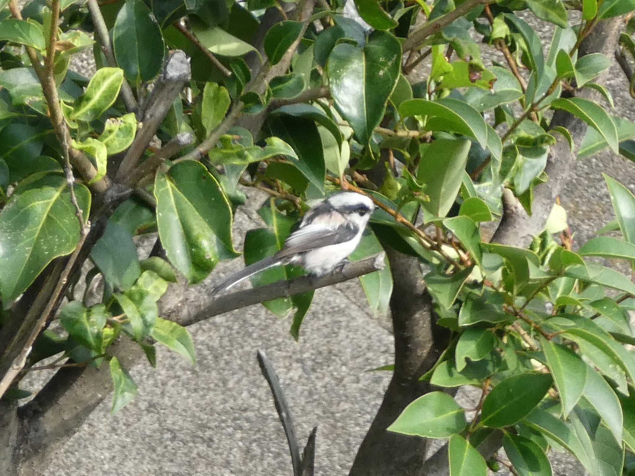 Long-tailed Tit