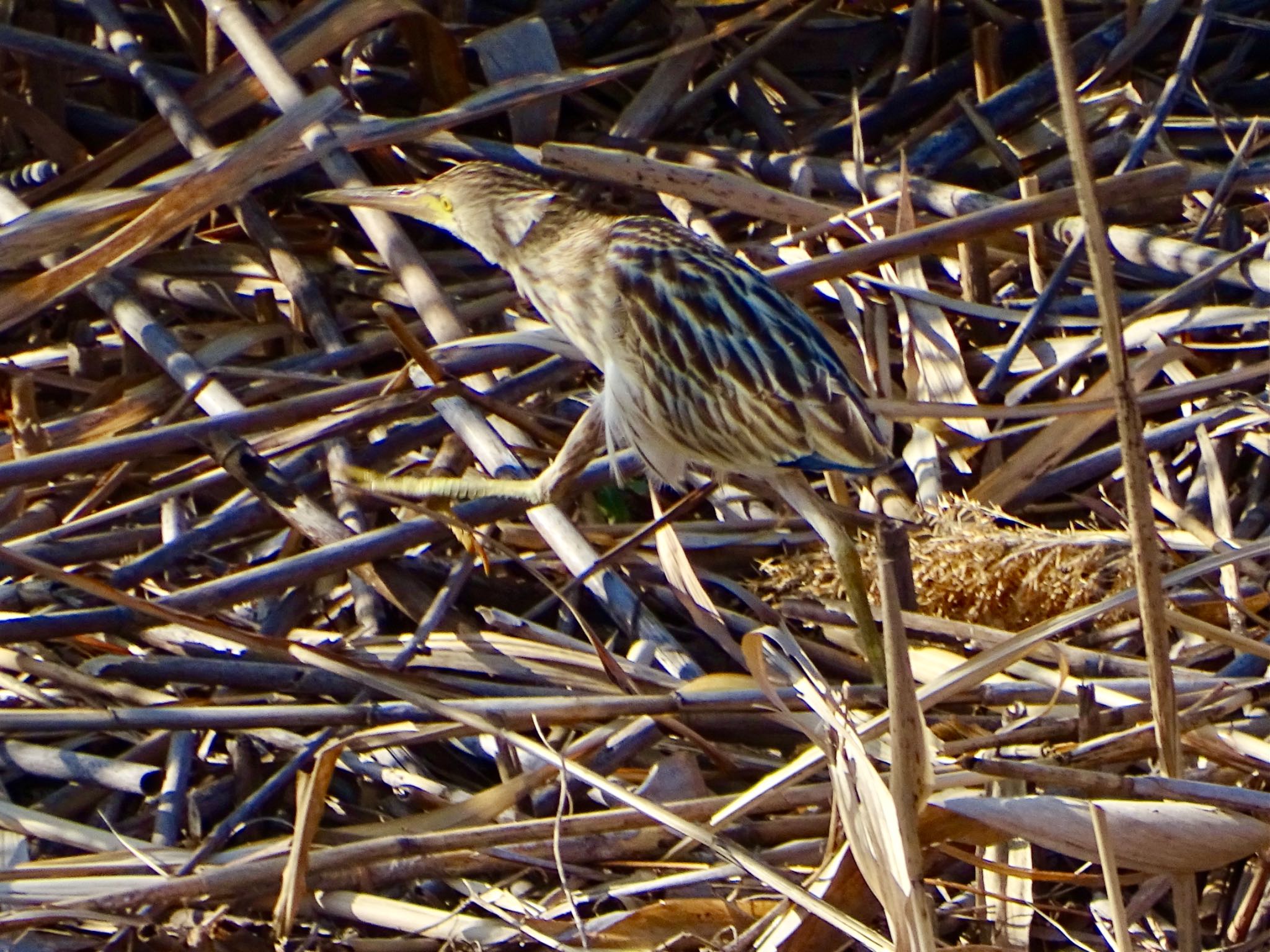 Photo of Yellow Bittern at 境川遊水地公園 by KAWASEMIぴー