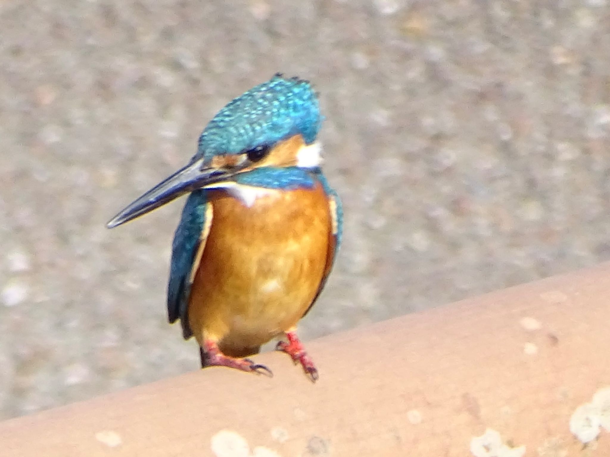 Common Kingfisher