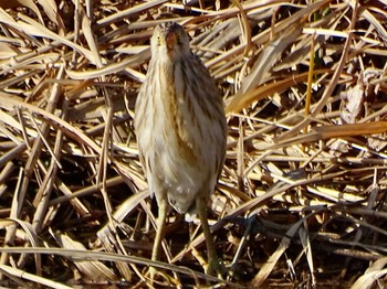 Yellow Bittern 境川遊水地公園 Sat, 2/3/2024