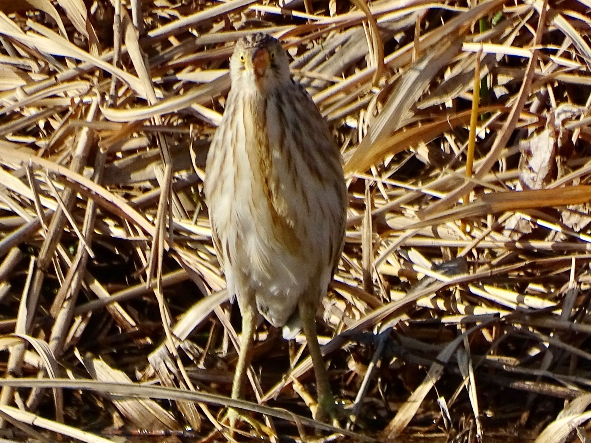 Photo of Yellow Bittern at 境川遊水地公園 by KAWASEMIぴー