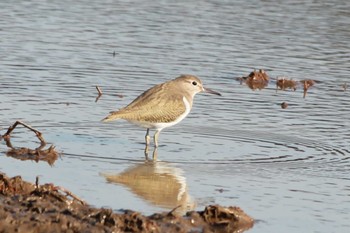 Common Sandpiper North Inba Swamp Wed, 1/31/2024