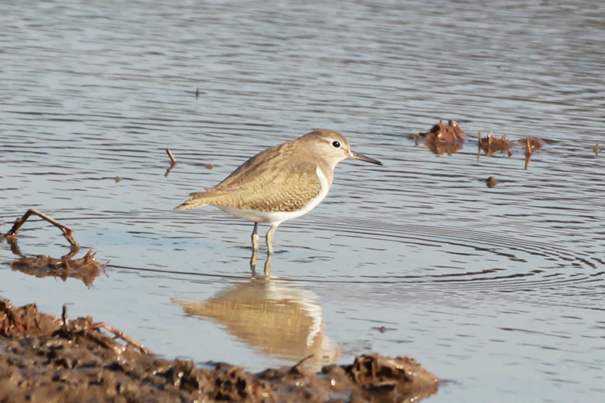 Photo of Common Sandpiper at North Inba Swamp by ちえぞう