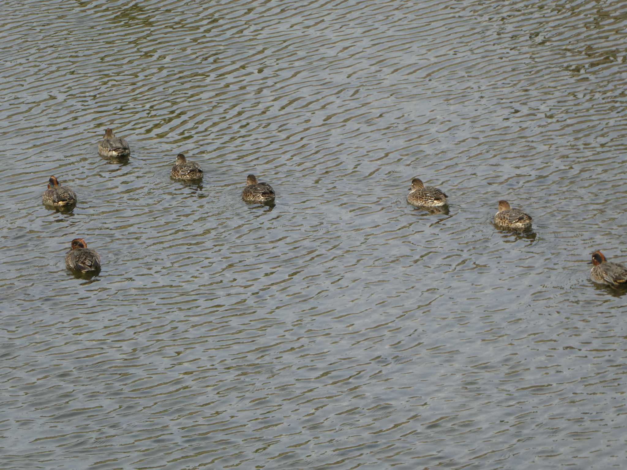 Eurasian Teal