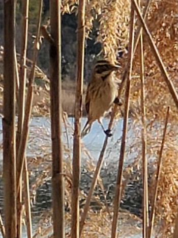 Common Reed Bunting Teganuma Sat, 2/3/2024