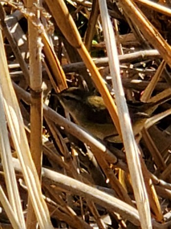 Japanese Bush Warbler Teganuma Sat, 2/3/2024