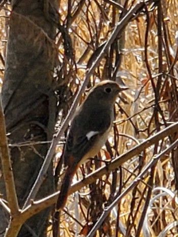 Daurian Redstart Teganuma Sat, 2/3/2024