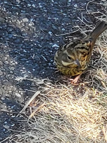 Masked Bunting Teganuma Sat, 2/3/2024