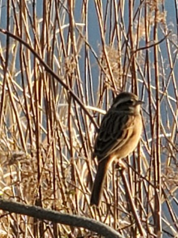 Meadow Bunting Teganuma Sat, 2/3/2024