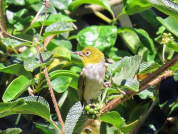 Silvereye Penrith, NSW, Australia Sun, 1/21/2024