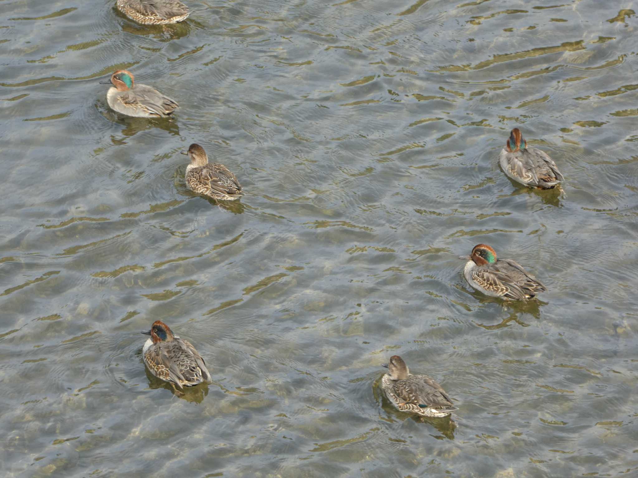 Eurasian Teal