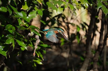 Common Kingfisher 源兵衛川 Sat, 2/3/2024