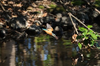 Common Kingfisher 源兵衛川 Sat, 2/3/2024