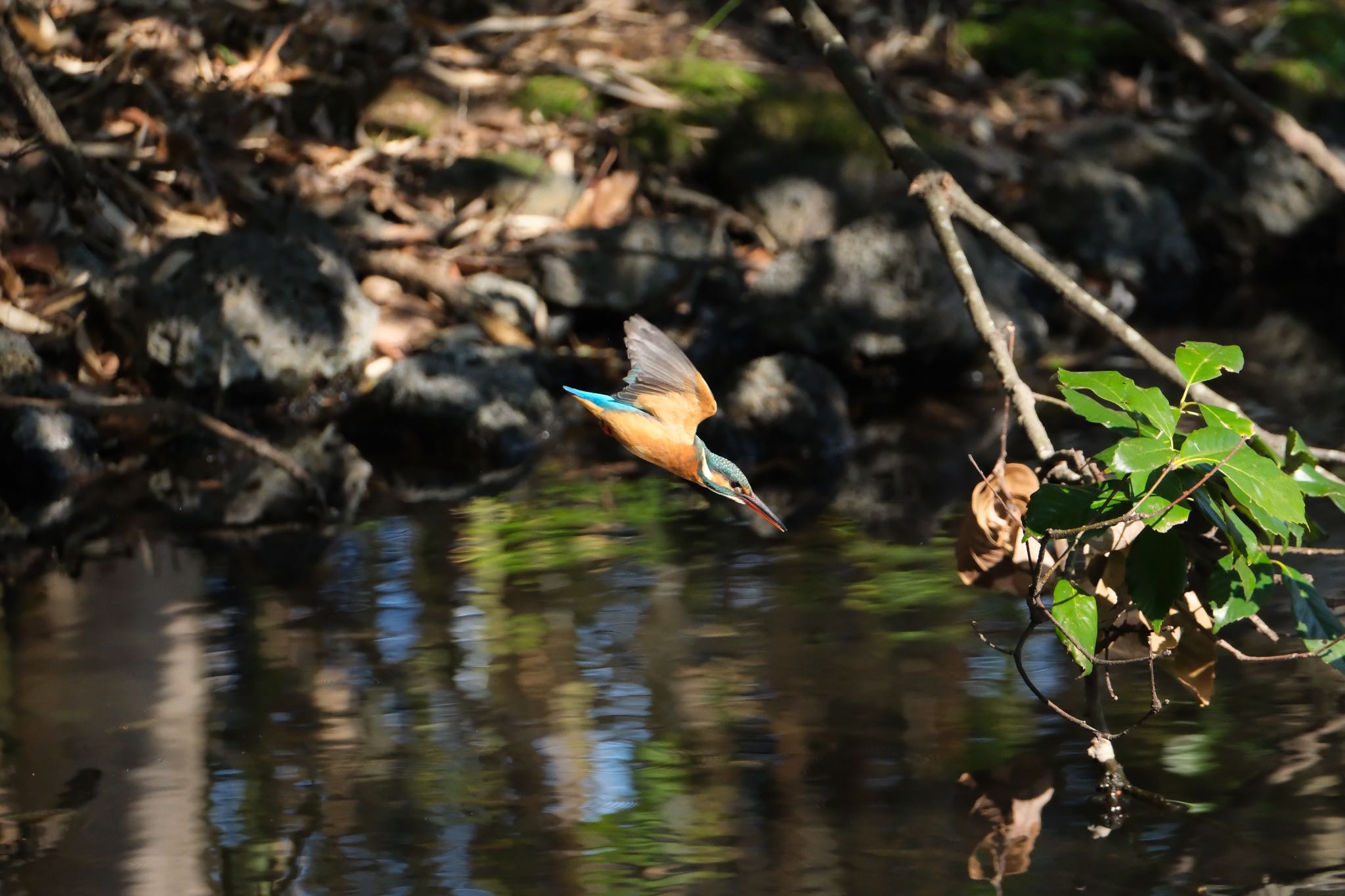 Photo of Common Kingfisher at 源兵衛川 by ポン介