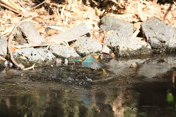 カワセミ 源兵衛川 2024年2月3日(土)