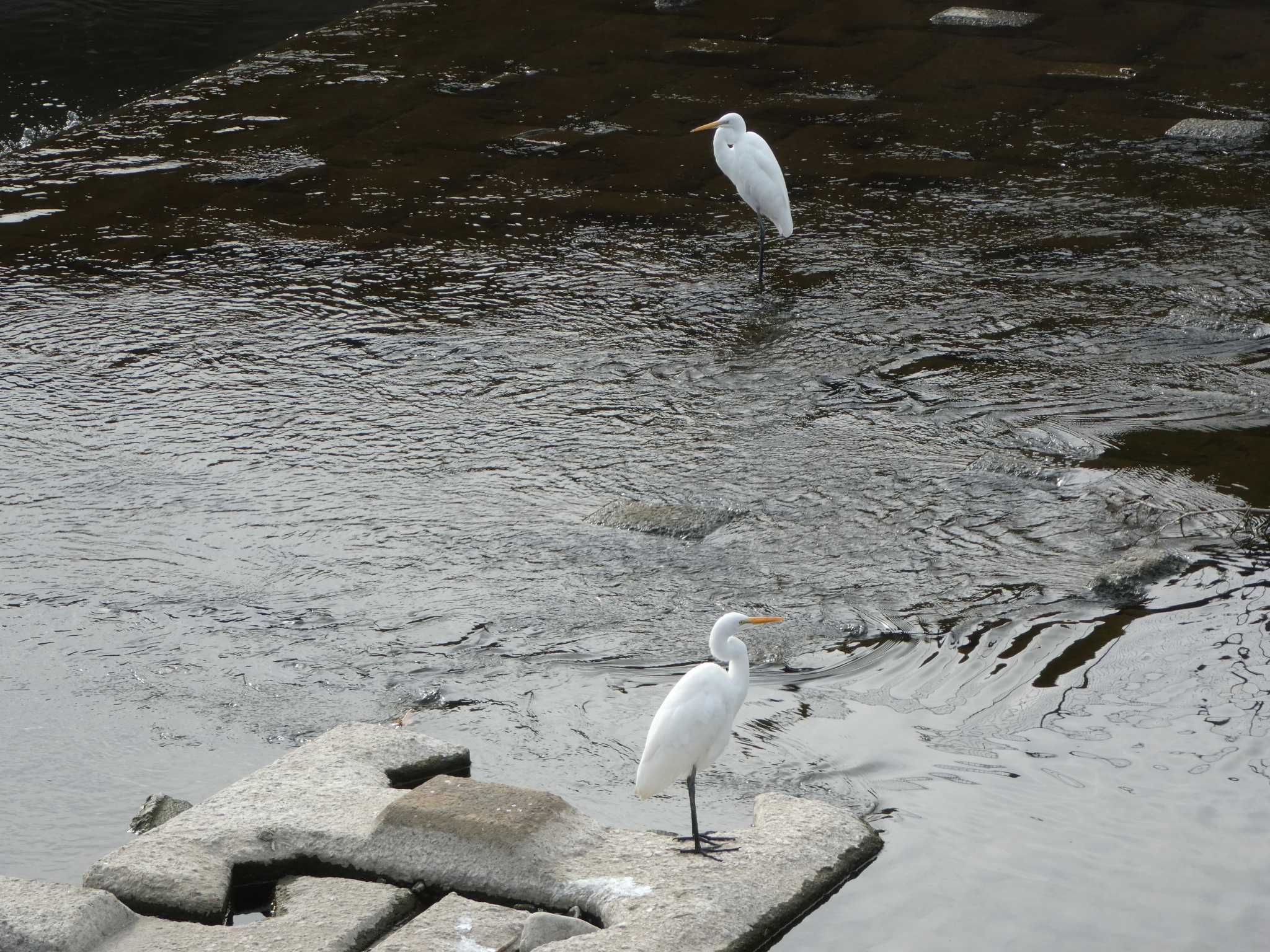 Great Egret