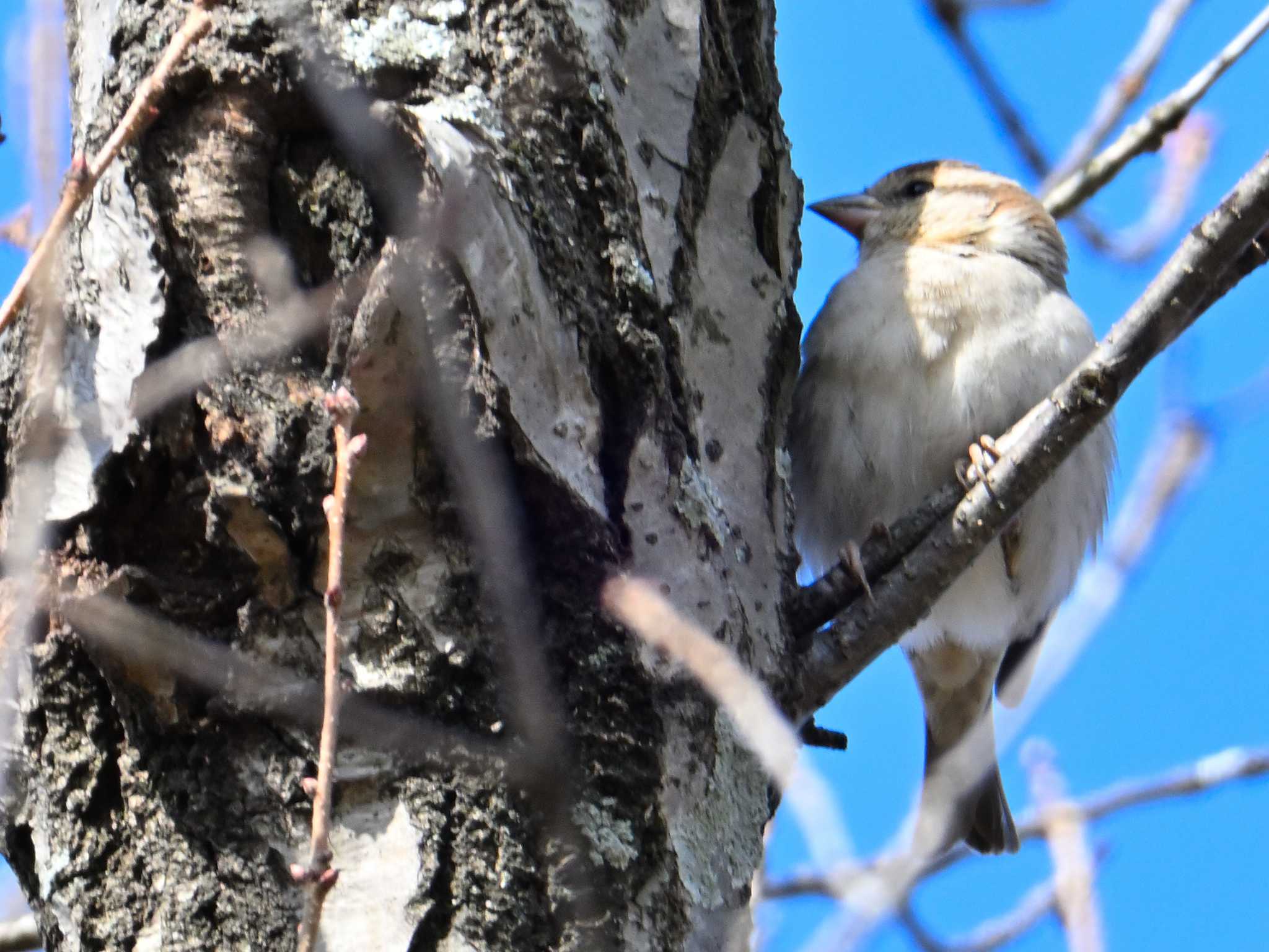 Russet Sparrow