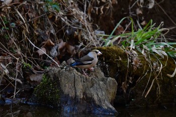 Hawfinch 多摩森林科学園 Sat, 2/3/2024