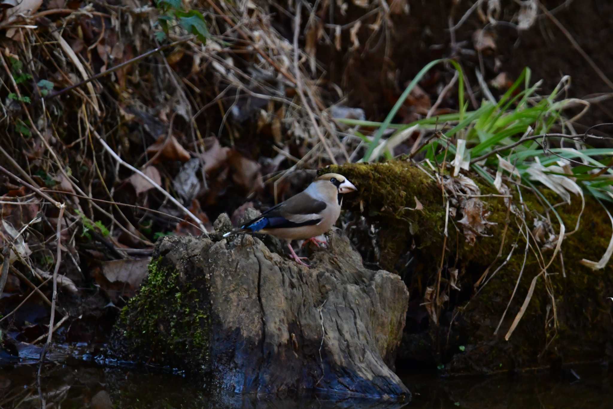 Photo of Hawfinch at 多摩森林科学園 by seigo0814