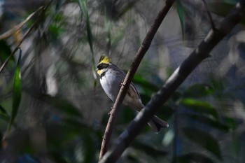 Yellow-throated Bunting 多摩森林科学園 Sat, 2/3/2024