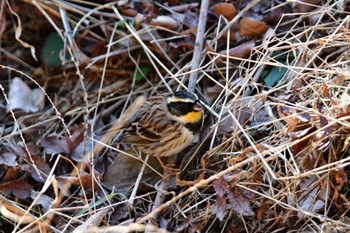 Yellow-throated Bunting 多摩森林科学園 Sat, 2/3/2024