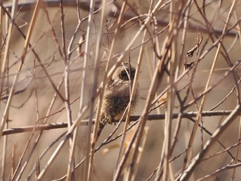 Eurasian Wryneck 引地川親水公園 Sat, 2/3/2024