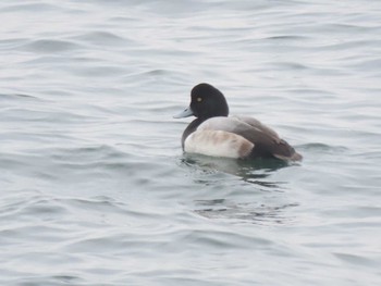 Greater Scaup 日の出三番瀬沿い緑道 Sun, 12/31/2023