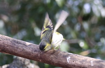 マヒワ 西湖野鳥の森公園 2024年2月3日(土)