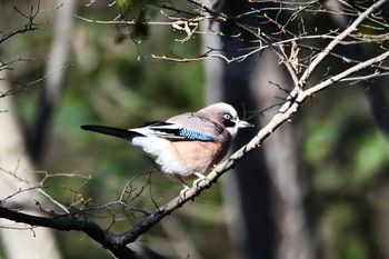 Eurasian Jay 栃木県 Sat, 2/3/2024