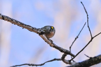 Goldcrest 栃木県 Sat, 2/3/2024