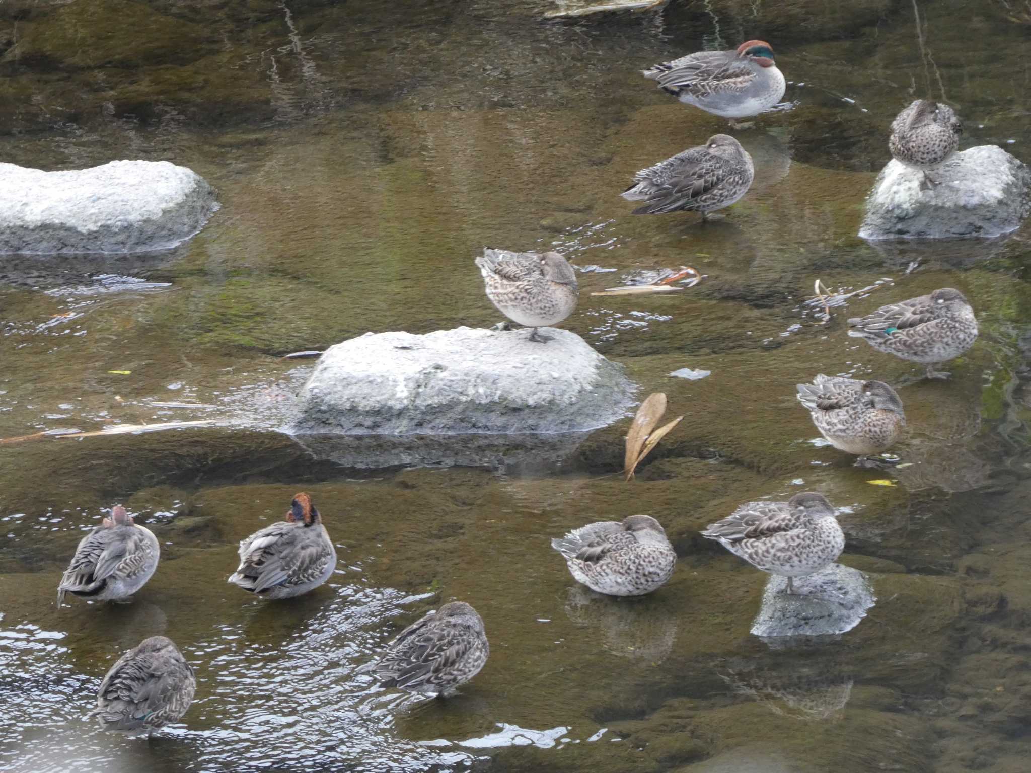 Eurasian Teal