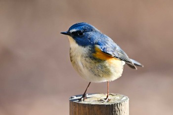 Red-flanked Bluetail 栃木県 Sat, 2/3/2024