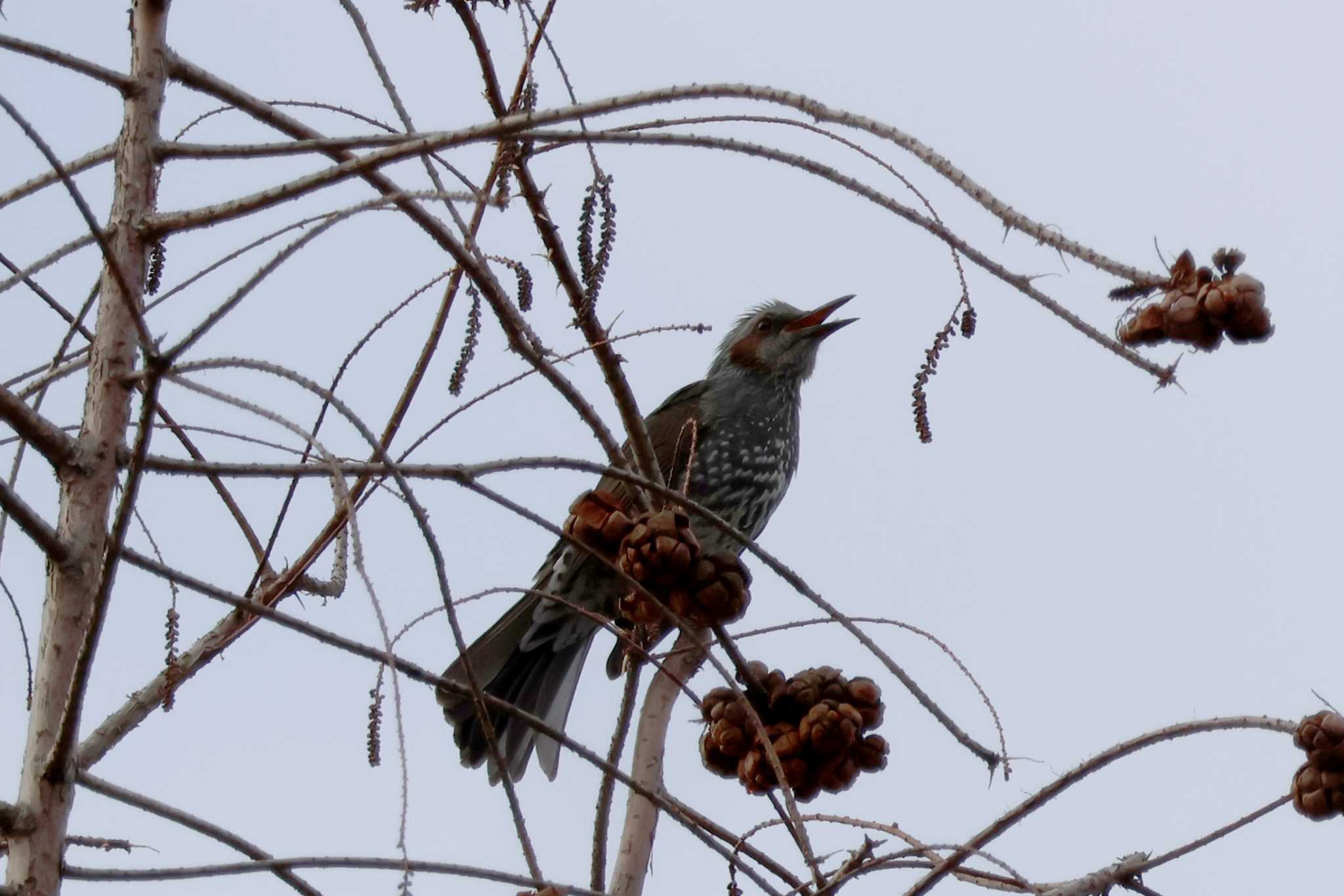 Brown-eared Bulbul