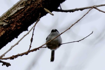 Long-tailed Tit 光明池緑地 Sat, 1/27/2024