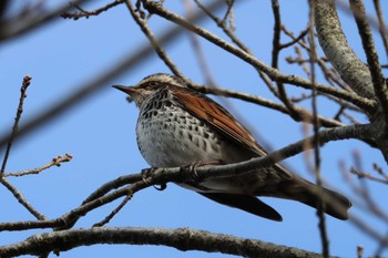 Dusky Thrush 光明池緑地 Sat, 1/27/2024