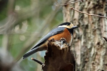 Varied Tit 光明池緑地 Sat, 1/27/2024