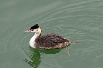 Great Crested Grebe 光明池緑地 Sat, 1/27/2024