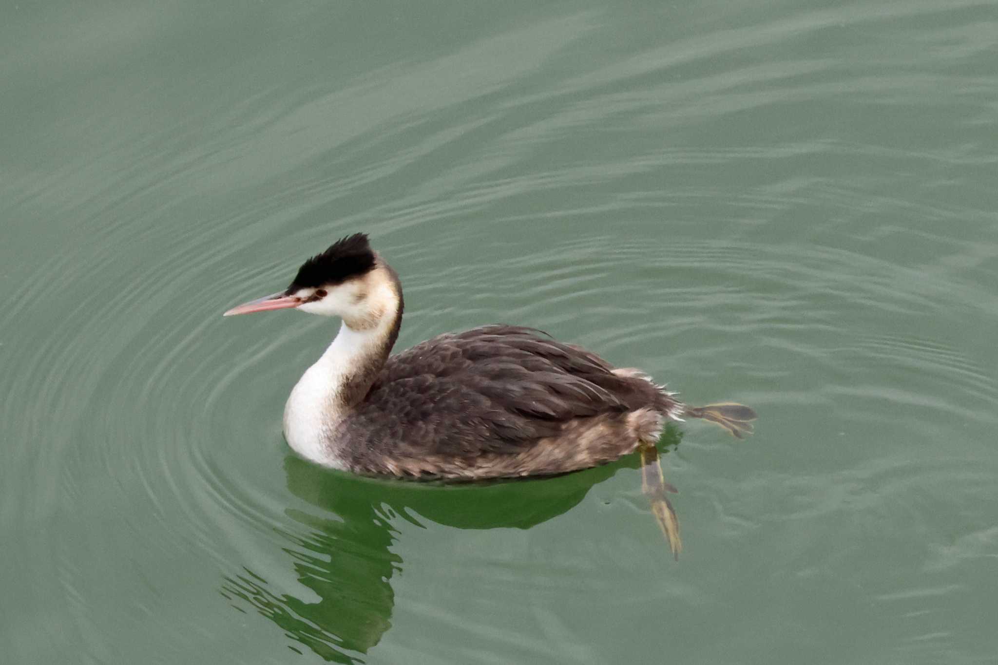 Photo of Great Crested Grebe at 光明池緑地 by アカウント10297