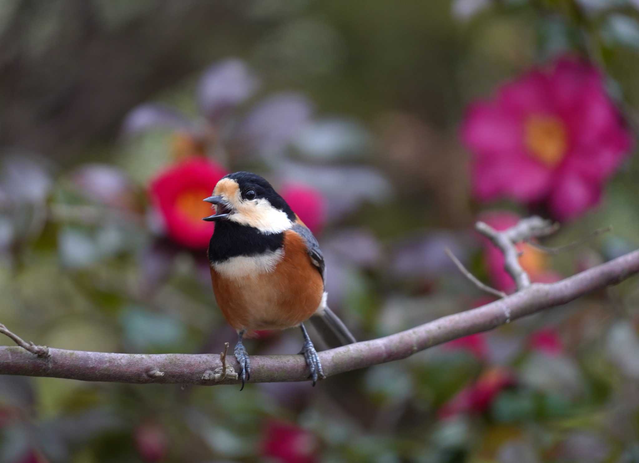 Varied Tit