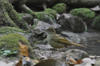 メジロヒヨドリ プーキィアオ野生動物保護区 2020年2月10日(月)